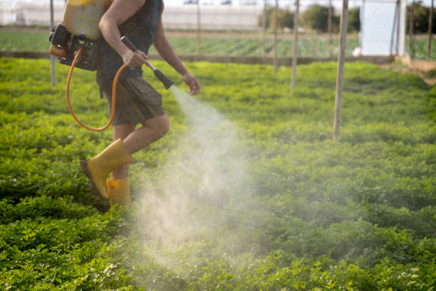 Best Mosquito Control Services  in Brockton, MA